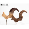 Toynami ECC Elite Creature Collectibles - Velociraptor Foot Claw and Fossil Claw Set - Jurassic Park