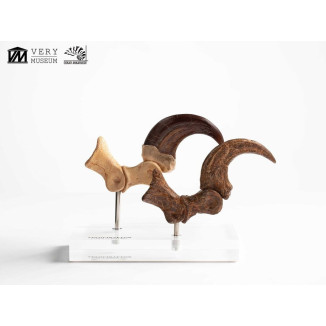 Toynami ECC Elite Creature Collectibles - Velociraptor Foot Claw and Fossil Claw Set - Jurassic Park
