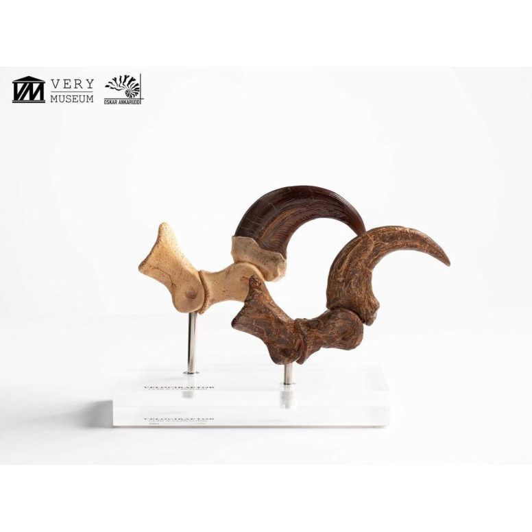 Toynami ECC Elite Creature Collectibles - Velociraptor Foot Claw and Fossil Claw Set - Jurassic Park