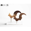 Toynami ECC Elite Creature Collectibles - Velociraptor Foot Claw and Fossil Claw Set - Jurassic Park