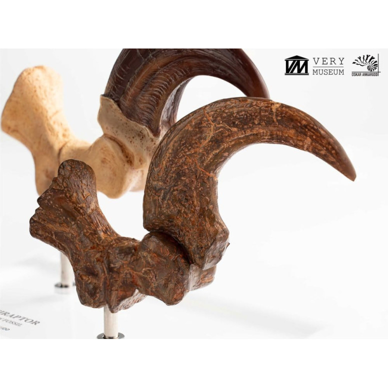 Toynami ECC Elite Creature Collectibles - Velociraptor Foot Claw and Fossil Claw Set - Jurassic Park