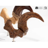 Toynami ECC Elite Creature Collectibles - Velociraptor Foot Claw and Fossil Claw Set - Jurassic Park