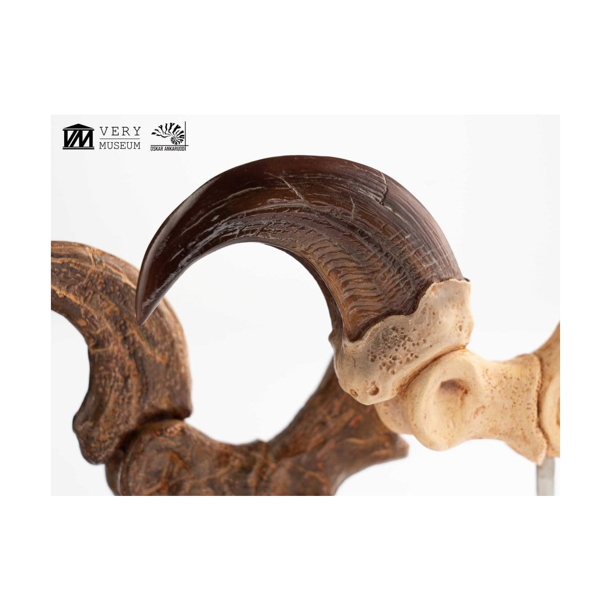 Toynami ECC Elite Creature Collectibles - Velociraptor Foot Claw and Fossil Claw Set - Jurassic Park