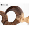 Toynami ECC Elite Creature Collectibles - Velociraptor Foot Claw and Fossil Claw Set - Jurassic Park