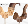 Toynami ECC Elite Creature Collectibles - Velociraptor Foot Claw and Fossil Claw Set - Jurassic Park