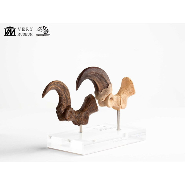 Toynami ECC Elite Creature Collectibles - Velociraptor Foot Claw and Fossil Claw Set - Jurassic Park