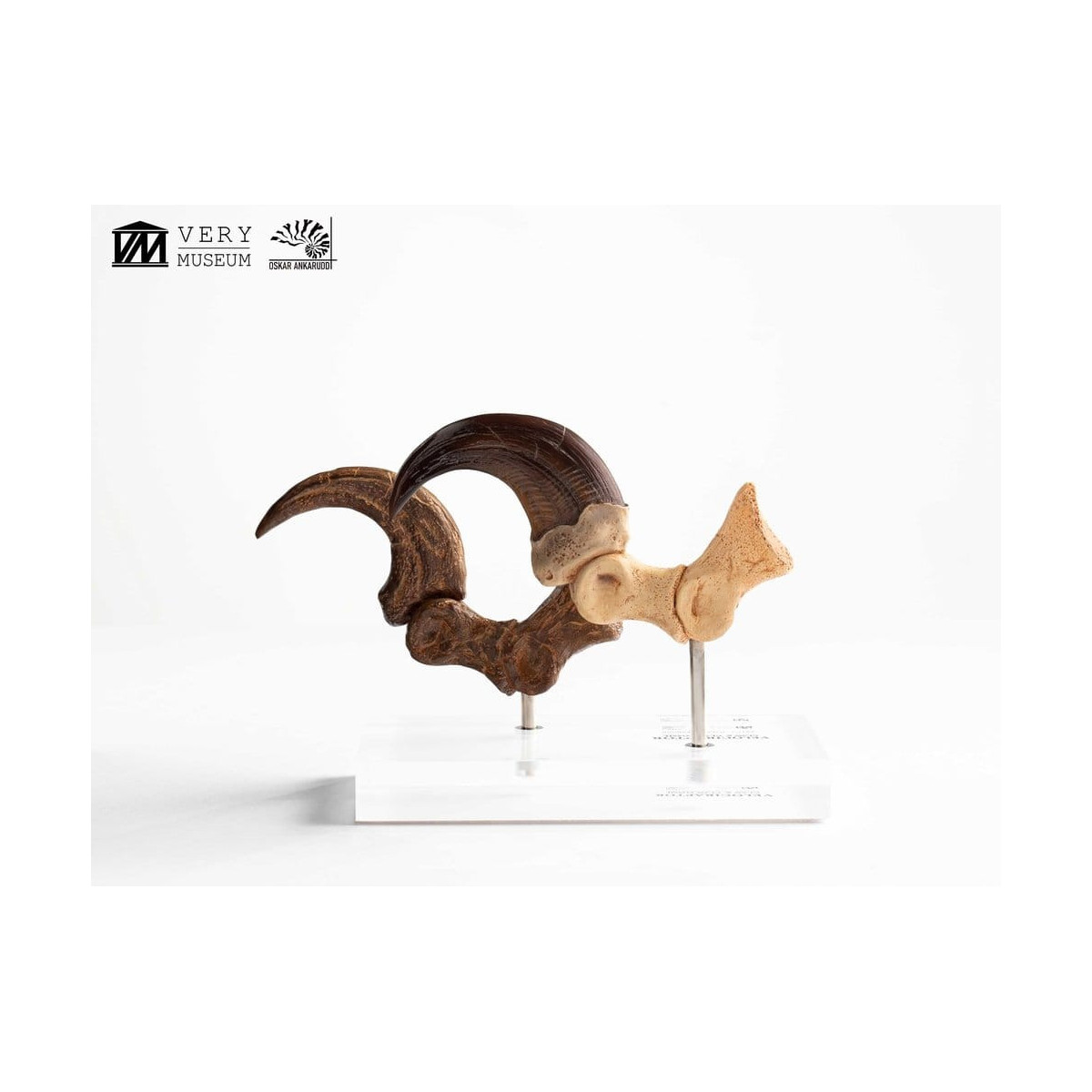 Toynami ECC Elite Creature Collectibles - Velociraptor Foot Claw and Fossil Claw Set - Jurassic Park