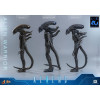Hot Toys - Aliens  -  Alien Warrior v2 MMS 1/6