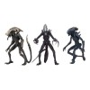 Neca Alien vs Predator - Alien Realistic Appearance - Complete set of 3 figures