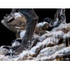 Iron Studios - Blue & Beta - Jurassic World Dominion 1/10 BDS Art Scale