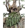 Weta - Leaflock the Ent Statue 1/6 - Lord of the Rings