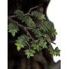 Weta - Leaflock the Ent Statue 1/6 - Lord of the Rings