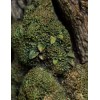 Weta - Leaflock the Ent Statue 1/6 - Lord of the Rings